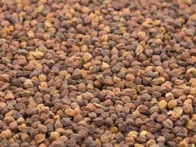 Black Chickpeas