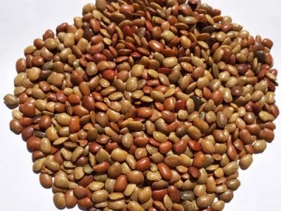 Horse Gram (Kulthi)